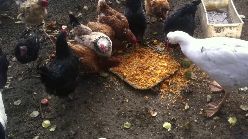 la citrouille est-elle bonne pour les poulets