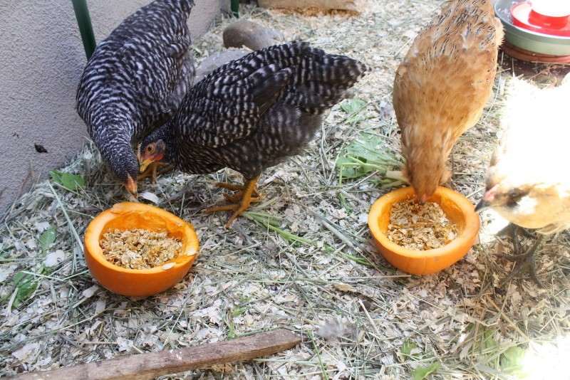 comment donner de la citrouille aux poulets