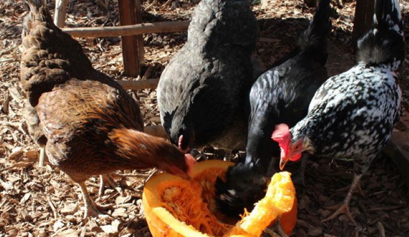 ¿Es posible alimentar a los pollos con calabaza?