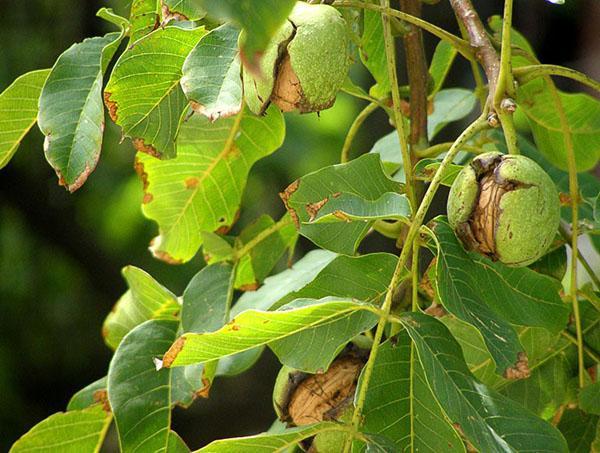 sulfato de cobre y nuez