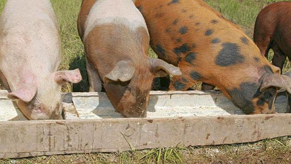 alimentation des porcs