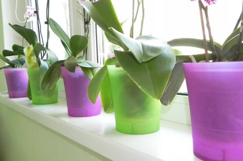 macetas de plástico para orquídeas