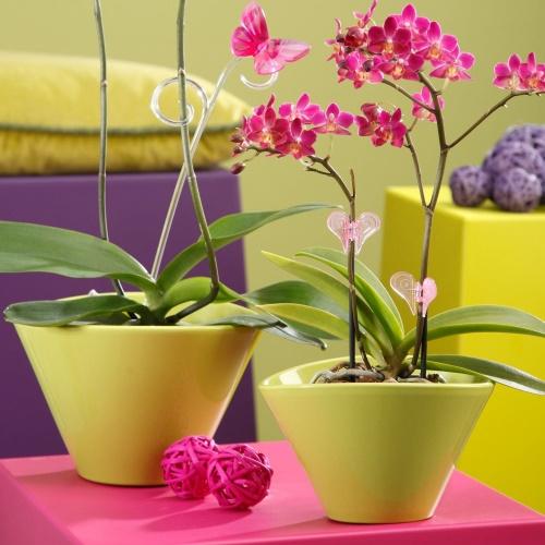 orquídea en una olla de cerámica
