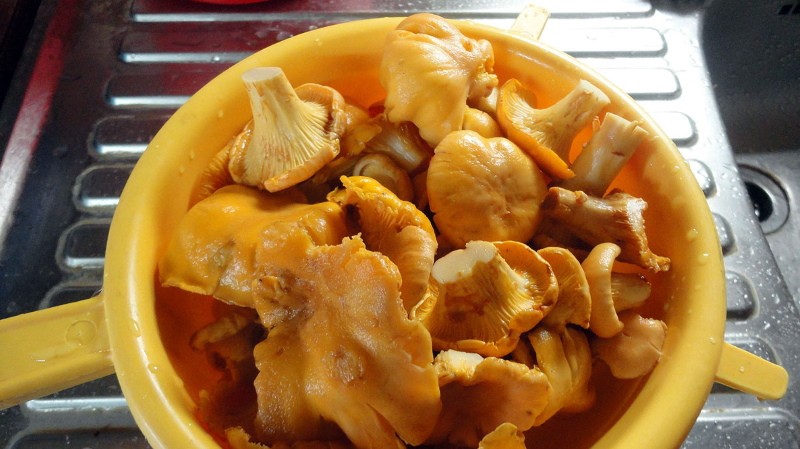 girolles décongelées