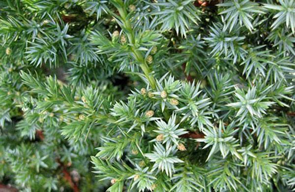 ramas de enebro con frutas