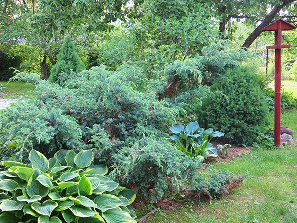 Alpes bleu genévrier dans le jardin