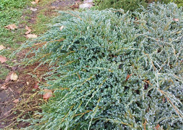 Variété des Alpes bleues près de l'allée du jardin