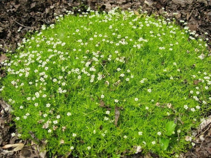 buisson de bryozoaire subulé
