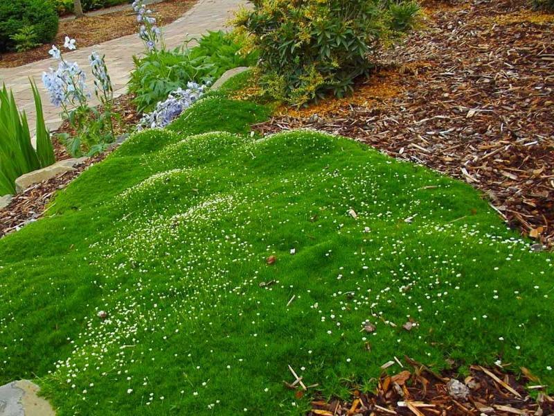 briozoos subular la plantación y el cuidado