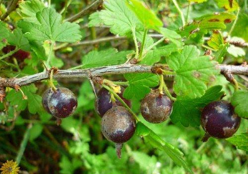 mildiú polvoriento sobre grosella negra