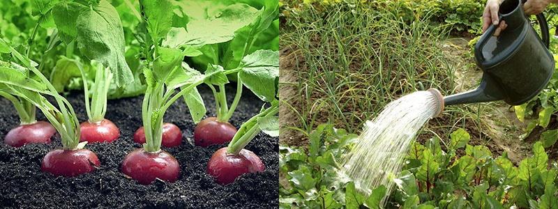 utiliser du lactosérum pour les légumes-racines