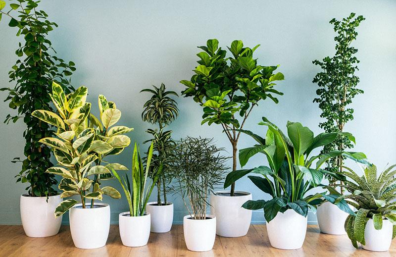 plantas de interior saludables