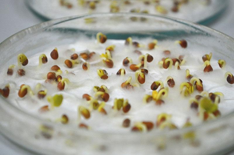 germinación de semillas en suero