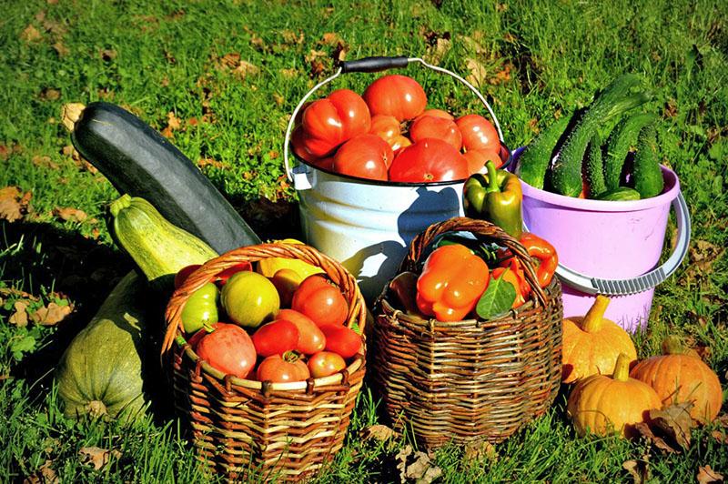 le résultat de l'utilisation du lactosérum dans le jardin et le jardin