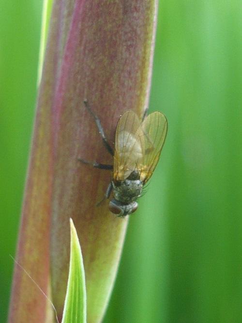 iris volar