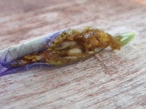 larvas de mosca