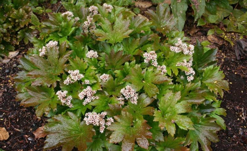 mukdeniya en fleurs