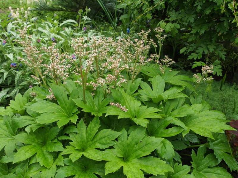 mucdenia acantholis