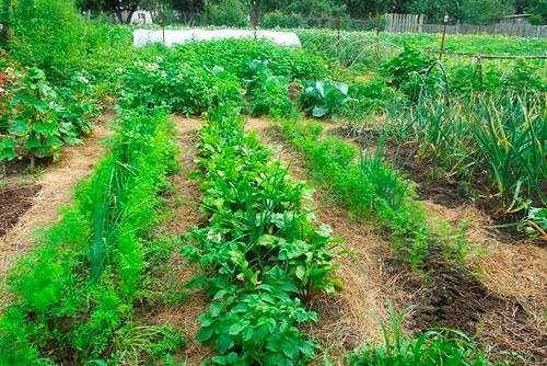 cubriendo las camas con mantillo