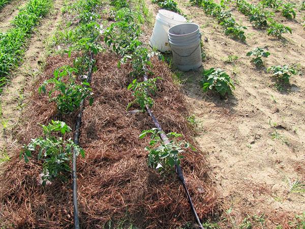 pourquoi les tomates sont-elles paillées