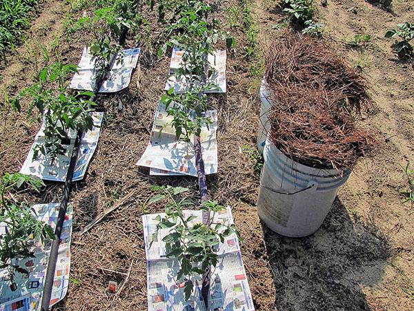 protection des plantations de tomates