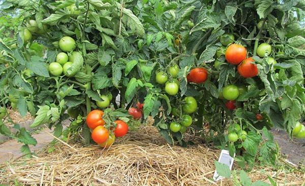 triturar tomates en campo abierto