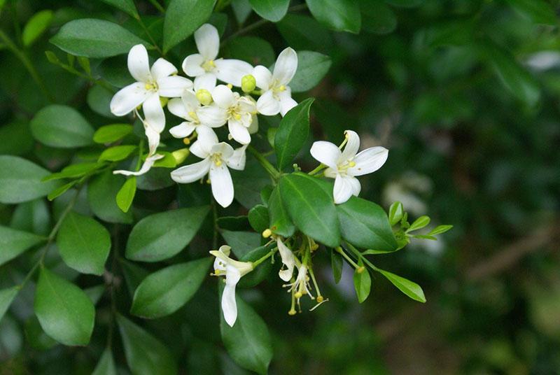 plante exotique de la famille des mûriers