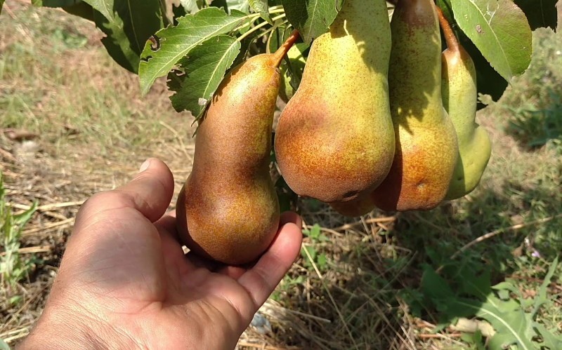 poire abbé fetel description de la variété
