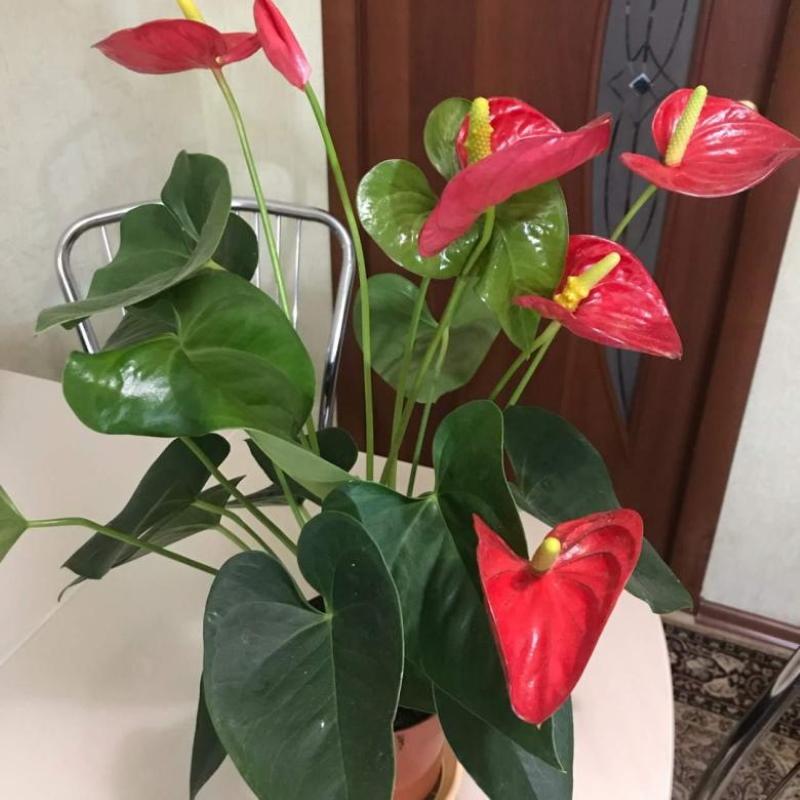 condiciones de mantenimiento del anthurium