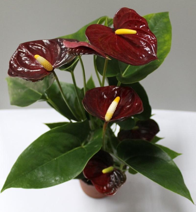 cómo cuidar el anthurium