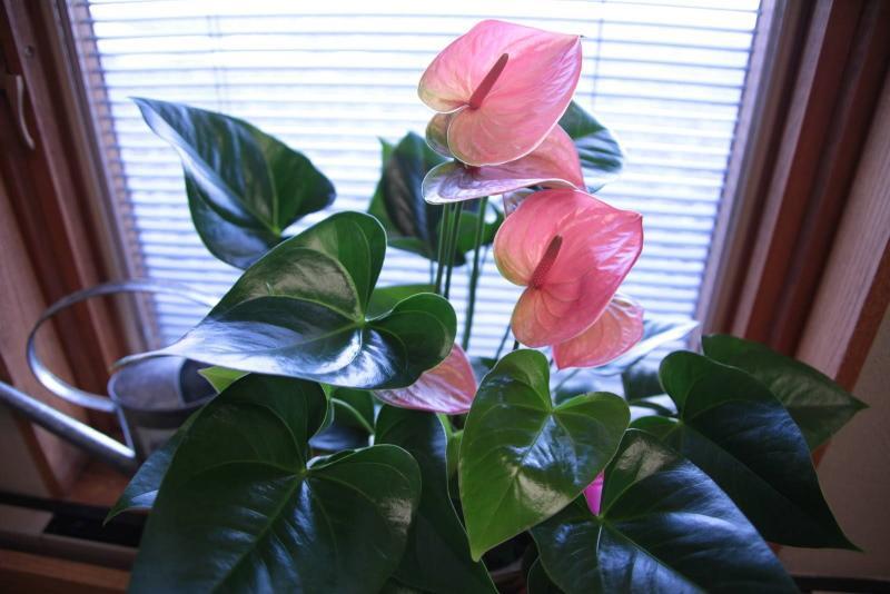 flor de anthurium macho como cuidar