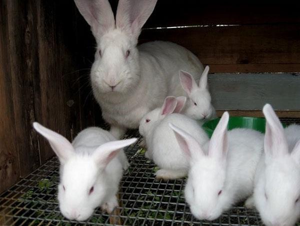 famille de lapins dans une cage