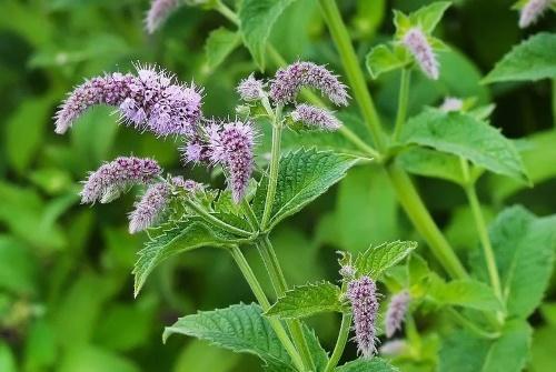 flor de menta