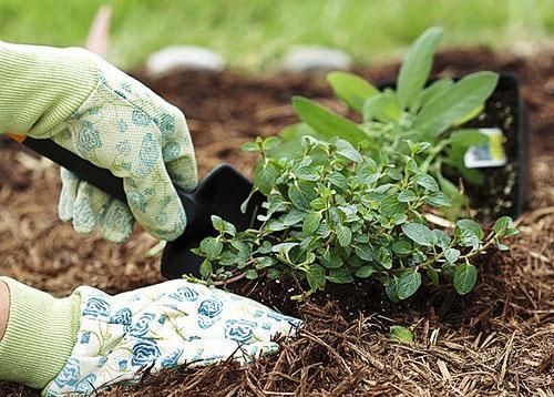 Trasplantamos menta del jardín a la maceta.