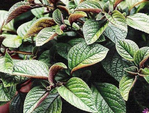 Le plectranthus en forme de coleus est étonnamment beau