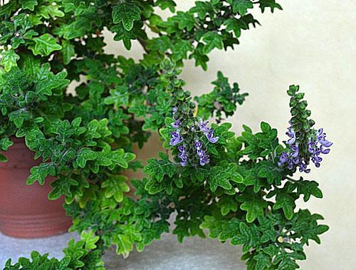 Flores de roble de Plectranthus