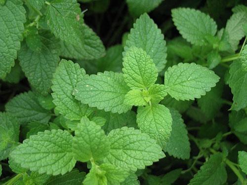 Exuberante arbusto de menta en el jardín