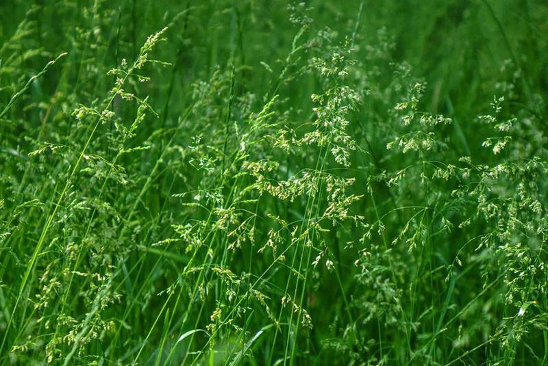 plante de la famille des céréales