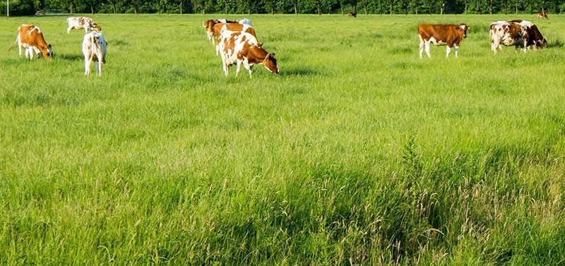 pâturin dans le pré