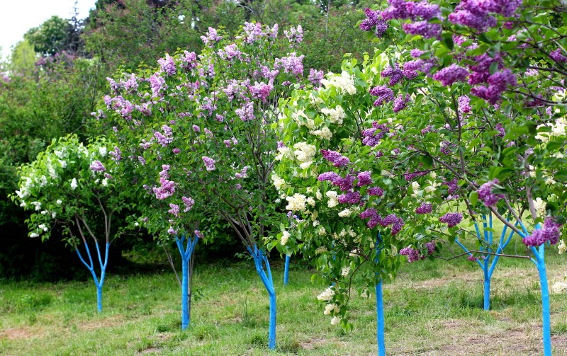 bouillon pour lilas