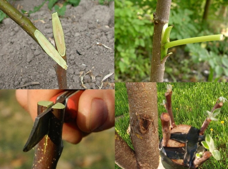 méthodes de greffe de lilas