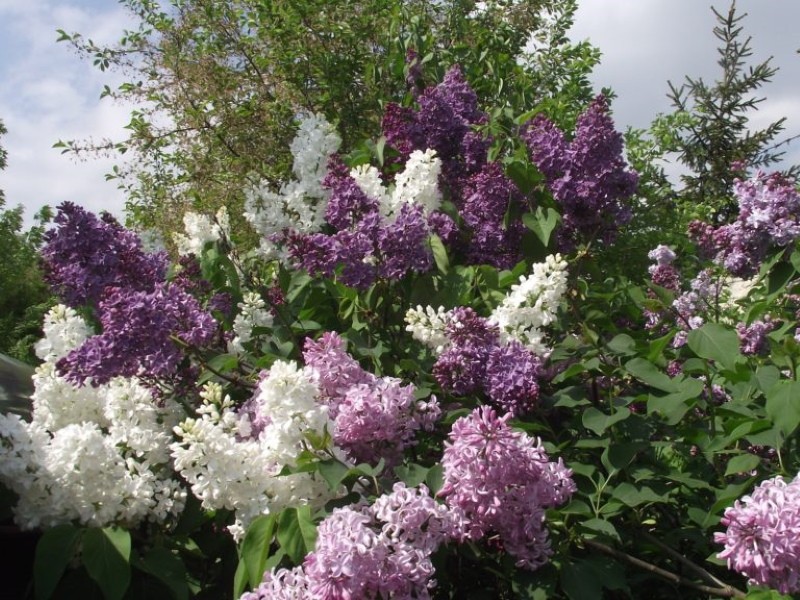 sur quoi peut-on greffer des lilas