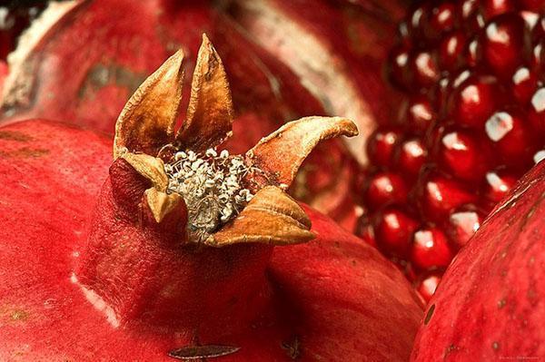 une grenade mûre a des pétales de fleurs sèches