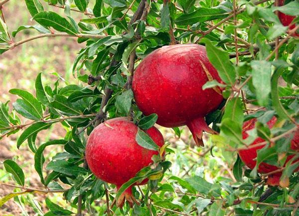 granadas en el arbol