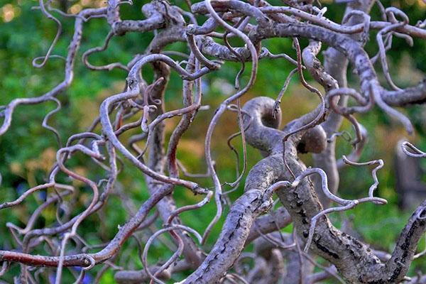 Corylus avellana Contorta