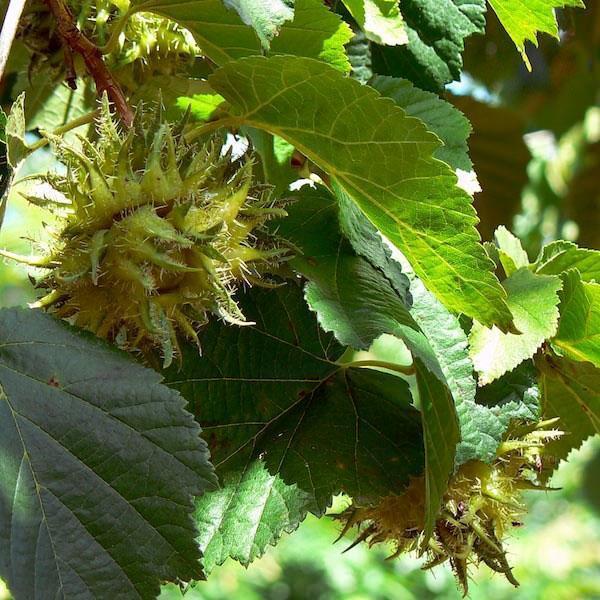 nueces de avellana de árbol