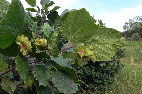 Rama y frutos de Corylus heterophylla