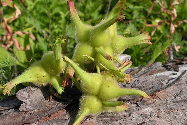 Noix de Corylus mandshurica