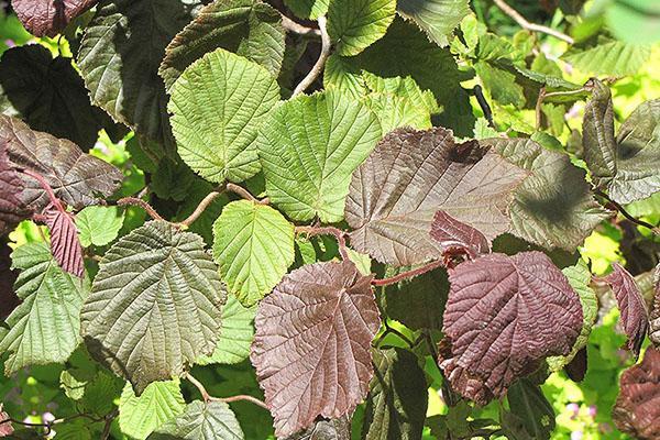 Feuilles de noisetier commun majestueux rouge