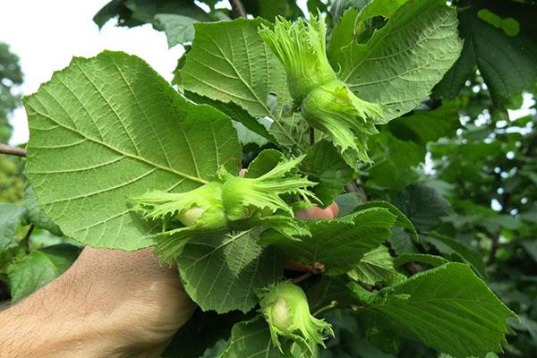 frutos de avellana varietal